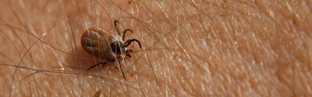 Krpelji ne ujedaju slučajno! Stručnjaci otkrili 10 pravila koja vas štite od ovih napasti