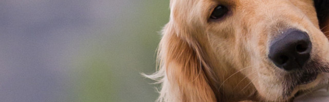 Džoni se posle 7 godina pojavio ispred kafića, devojke su ga odvele kod veterinara, a onda su krenule suze! (FOTO)