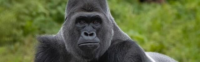 Gorila je videla bebu, a onda je uradila nešto neverovatno! Scena koja je obišla svet (VIDEO)