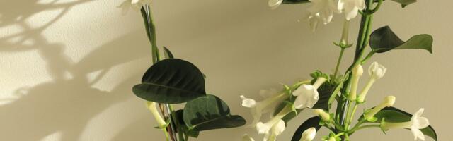 Zovu "srećna biljka": Ublažava depresiju i deluje na čoveka slično sredstvu za smirenje, ali teško se održava