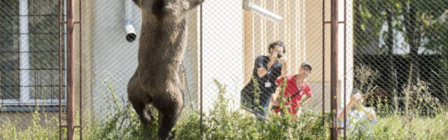Медвед напао чувара на железничкој станици