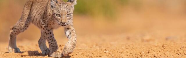 Iberijski ris više nije ugrožen zahvaljujući samom sebi: Za 20 godina njegov broj povećao se 10 puta