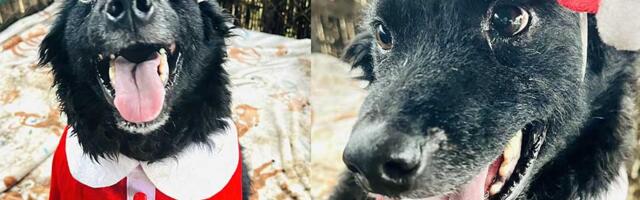 Udomi, ne kupuj: Pulinka Guza je izuzetno pametna, poslušna i sve brzo uči