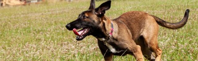 "SEVERNKOREJCI NE JEDU VAŠE PSE": Rusi ubeđuju građane da se nebijeza svoje ljubimce, a evo kakav skandalozan video je napravio pometnju (FOTO)