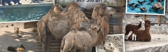 FOTO/VIDEO! Beogradski zoo-vrt pun preslatkih beba: Dvogrba kamila, alpaka, pelikan, patagonijske mare...