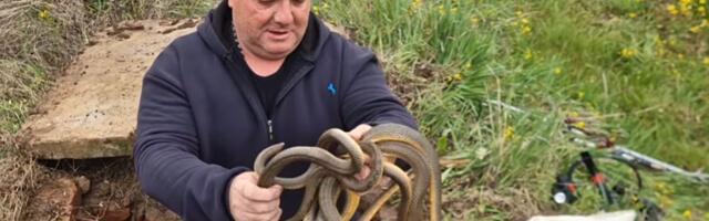 "Mota ih k'o kablove": Poznati zmijar Vladica ne staje, drži 4 guje u ruci, jedna ga i "ćapila"