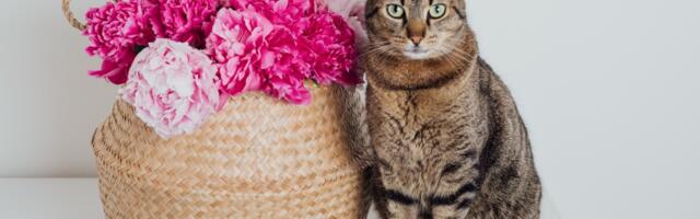 10 pravila života vaše mačke