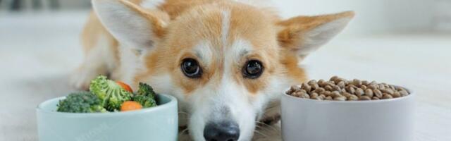 Pas neće da jede? Razlozi mogu biti ozbiljniji nego što mislite