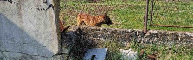 Pas ušetao i krvnički ščepao dete (4) za nogu: Užas u Prokuplju (FOTO)