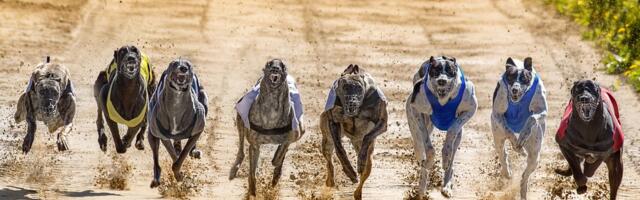 Škotska rekla "NE" trkama hrtova: 70 poslanika glasalo za istorijsku prekretnicu u zaštiti pasa