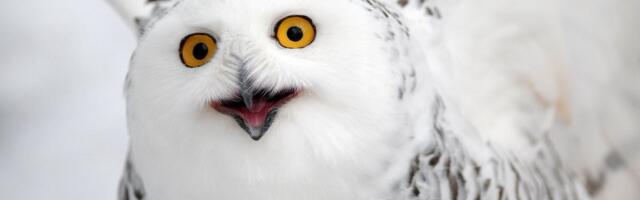 UN: 40 migratornih vrsta stavljeno pod zaštitu, među njima i sova Harija Potera