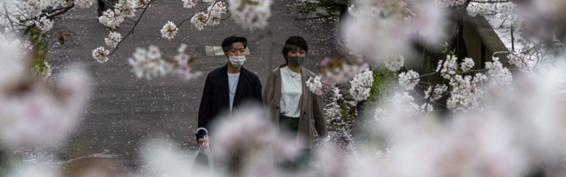 Japanska trešnja već procvetala, najranije u poslednjih 70 godina