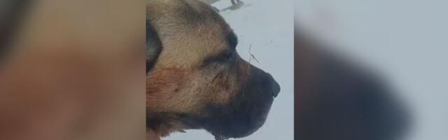 Ovo je Ajaz, pas heroj koji je na Pešteru ubio krvoločnu zver i zaštitio svoje stado: Zadobio je teške rane!