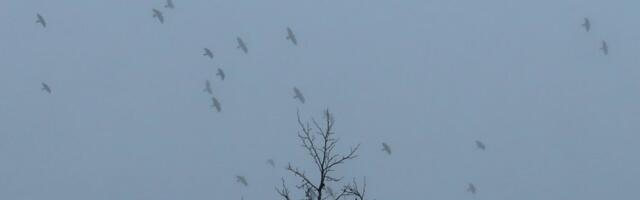 Beoeko: Vazduh zagađen na čak 22 merna mesta u Beogradu