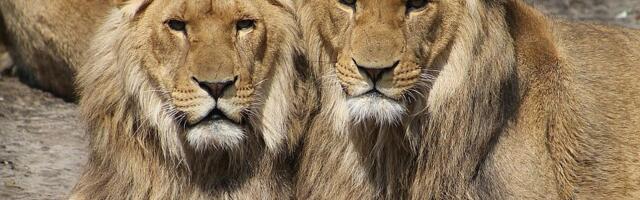 Pet lavova na Novom Zelandu spaseno da ne budu uspavani