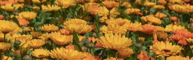 Kako od 10 ari zasada doći do 100.000 dinara zarade: Ova biljka je vrlo praktična, idealan izbor za početnike