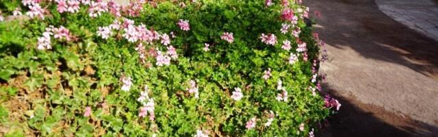 Viseća biljka koja gustinom obuzima vrtove i balkone: Daje prelepe cvetove, nije običan bršljan