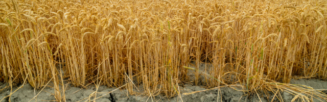 Kako se boriti protiv suše?