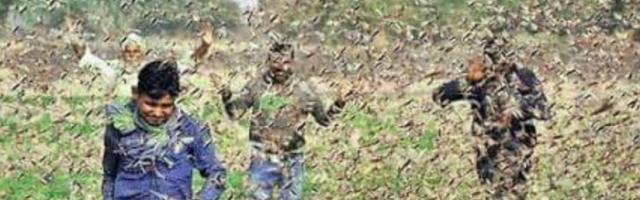 Milioni insekata prekrili nebo, jeziv prizor znači samo jedno (VIDEO)