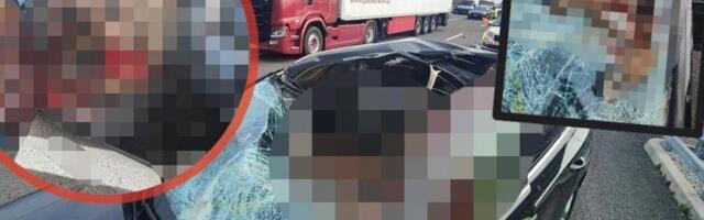 STRAVIČAN SUDAR AUTO-PUTU: Jelen izleteo pred automobil, jezive fotografije sa mesta nesreće, ŠOFERKA RAZLUPAN, KRV SVUDA!