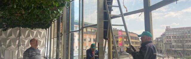 NAJVEĆI FIKUS NA BALKANU NALAZI SE U ČAČKU Tropski gorostas, dugačak više od 40 metara, svi žele baš njegov fikus (FOTO)