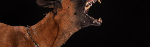 "NE ZNAM ŠTA MU JE KVRCNULO U GLAVI!" Oglasio se vlasnik psa koji je odgrizlo detetu lice u Sopotu:" U šoku sam!"