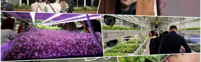 30 METARA ISPOD ISTANBULA ZELENA OAZA: Poljoprivreda kojoj ne treba ni sunce ni kiša! Duboko ispod asfalta klija budućnost i spasava autohtone sorte