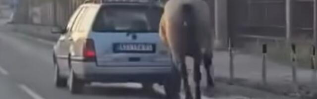 (VIDEO) Maltretiranje konja u Kruševcu - građani zgroženi