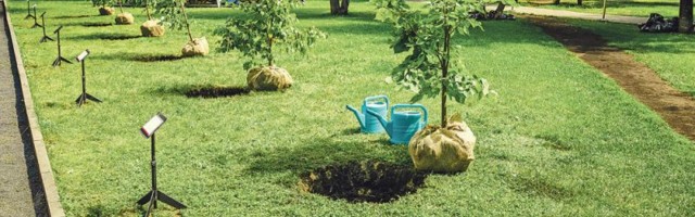 ZASADI DRVO! VOJVODINA: Gradimo zeleni štit!