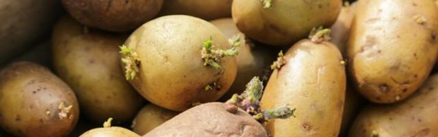 Kako sprečiti klijanje krompira? Trik naših baka sa OVOM voćkom provereno radi