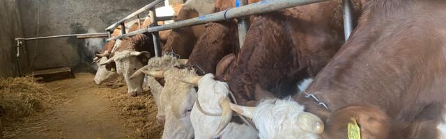 Proizvođač mleka: Ako država ne spreči uvoz jeftinog mleka, đubrivom ćemo prvo zasuti trgovce