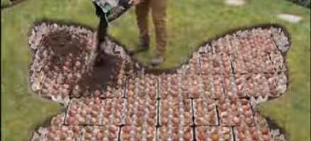 Baštovan otkrio savršen trik za sađenje lala, sve što vam je potrebno su kartonske kutije od jaja (video)