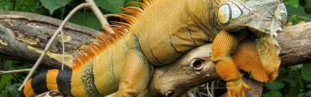 Nedostatak kalcijuma i UVB svetlosti, DVE NAJVEĆE GREŠKE vlasnika reptila koje vode do bolesti kostiju