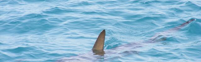 Ajkule pozitivne na kokain, kofein i diklofenak