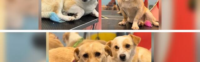 Nikad nisu šetali ni osetili travu, živeli u kavezu dva sa dva: Borgi i Žuzel traže ljubav i dom zauvek