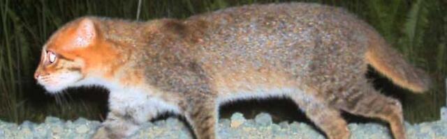 Retka ravnoglava mačka ponovo viđena u Tajlandu posle skoro 30 godina