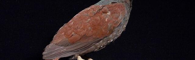 Manumea, najbliži živi rođak dodoa, viđena živa nakon petogodišnjeg nestanka