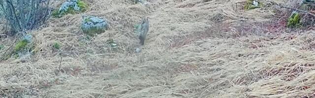 "REČ JE O BEŠUMNOM PREDATORU" Na planini Svilaji zabeležen retko viđen prizor: Kamere sve snimile, upućen apel ljudima