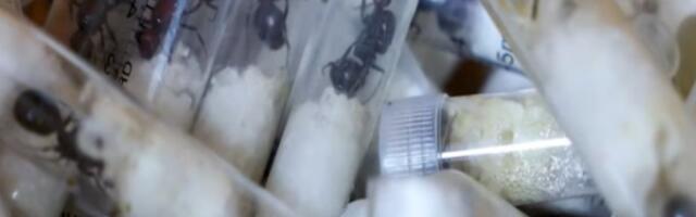 Kinezu godinu dana zatvora za šverc 2.200 mrava