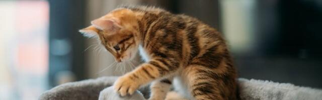 Mama mačka očitala bukvicu svom mačetu, "pao" i šamar (VIDEO)