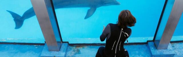 Delfinarijum na Ušću, nova megalomanska fantazija vlasti: Ceo svet ih zatvara, a mi otvaramo novi