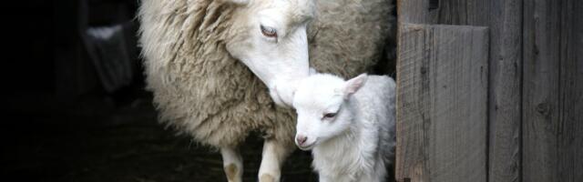 Čudo u Bogatiću: Uoči praznika ovca donela na svet sedam jagnjadi, objavljen snimak