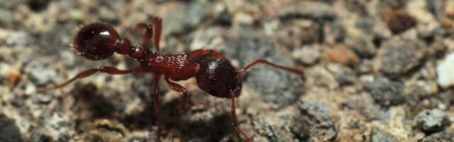 Kako se rešiti mrava u kući? Domaćice ne znaju za ovaj trik, a provereno radi