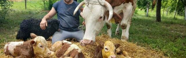 Šta učini, Biserka? Prve trojke na farmi kod Šapca