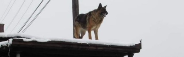 BEOGRAD NE PAMTI OVAKO TUŽNU SCENU! Pas nepomično u snegu danima čeka preminulog vlasnika!