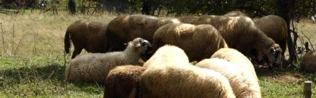 50 OVACA BANULO U SUPERMARKET! Otišle u "kupovinu", pratile čoveka: Za sve je kriv žir!
