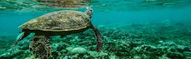 Rast broja morskih kornjača možda prikriva kolaps populacije