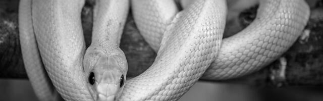 Tajne kambodžanskih pećina: Otkriveno jedanaest novih životinjskih vrsta