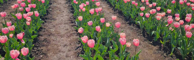 Поље лала усред Бачке