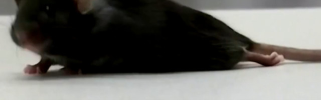 Eksperiment je uspešno prošao i ovo otkriće će pomoći ljudima u budućnosti  (VIDEO)